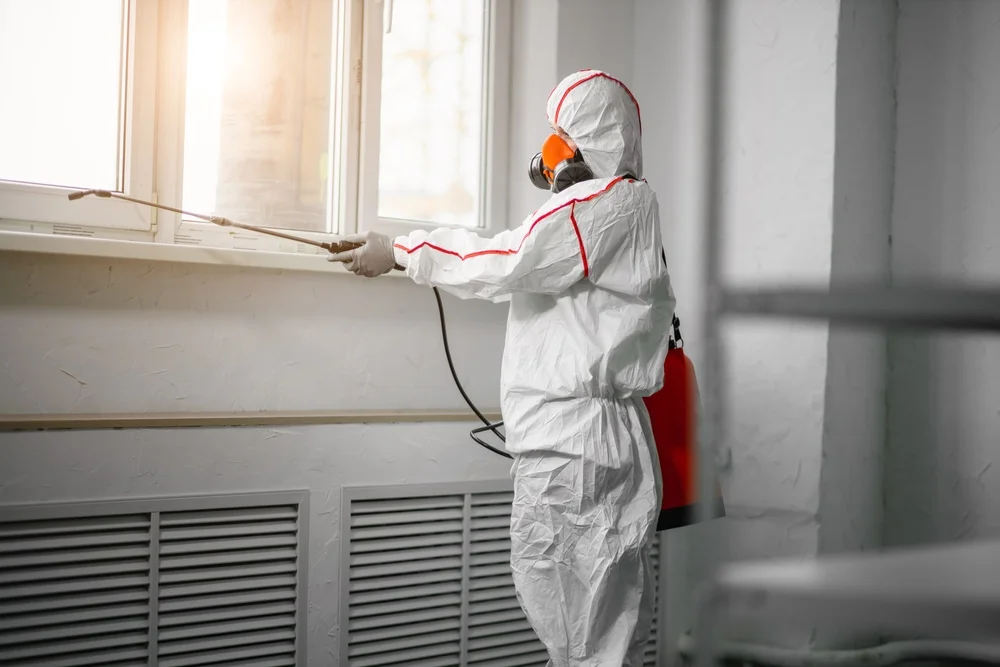 Professional mold remediation services in Castroville, TX